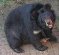 Urso-negro