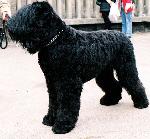 Cães