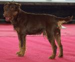Cães