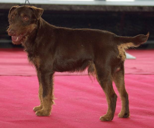 Terrier Alemão de Caça