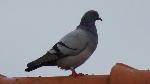 Aves