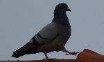 Aves