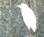 Aves