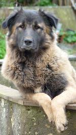 Cães