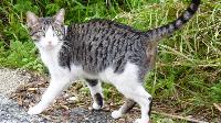 Coriza Felina