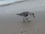 Aves