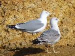 Aves