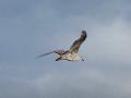 Gaivota