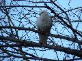 Pombo