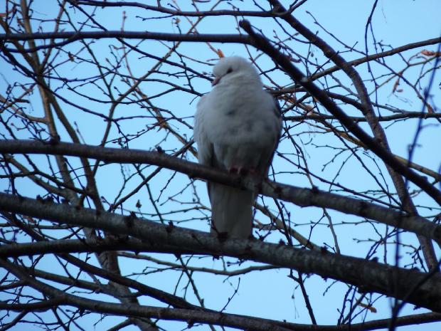 Pombo