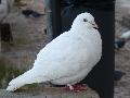 Pombo