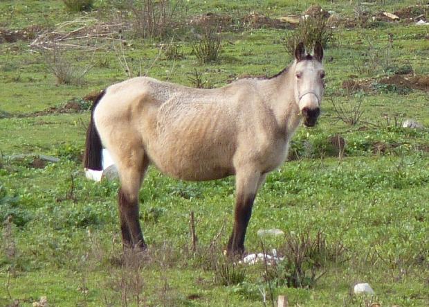 Cavalo