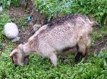 Animais de quinta