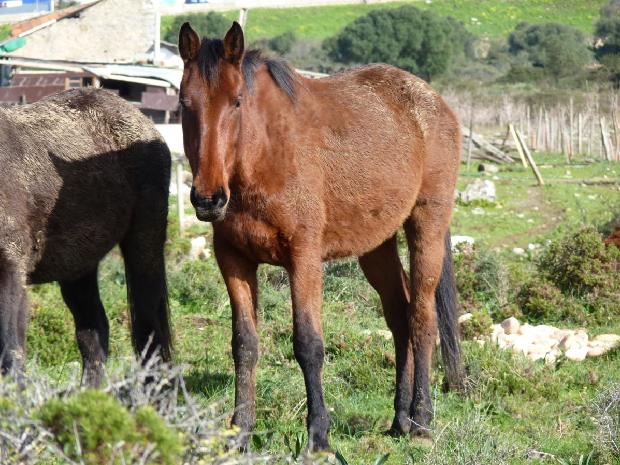 Cavalo