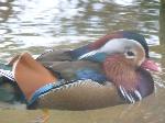 Aves