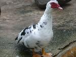 Aves