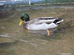Aves