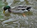 Pato-real