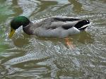 Aves