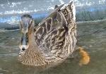 Aves