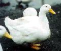 Pato