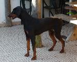 Cães
