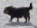 Cães