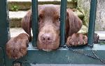 Cães
