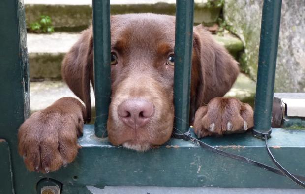 Cão