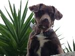 Cães