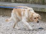 Cães
