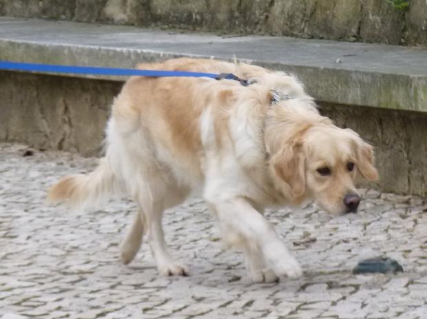 Cão