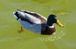 Aves