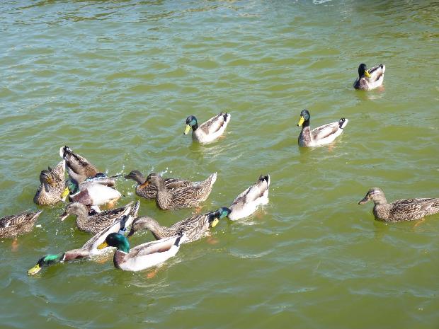 Patos-reais