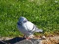 Pombo