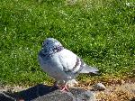 Aves