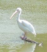 Aves