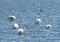 Flamingos