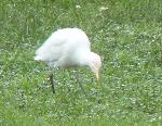 Aves