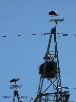 Aves