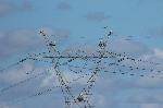 Aves