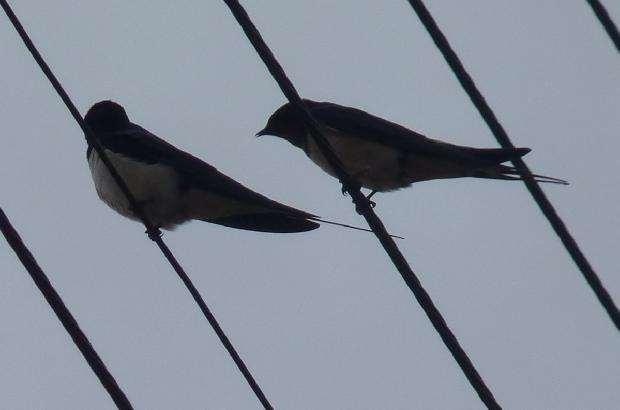 Andorinhas-das-chaminés