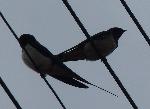 Aves