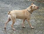 Cães
