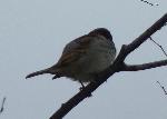 Aves