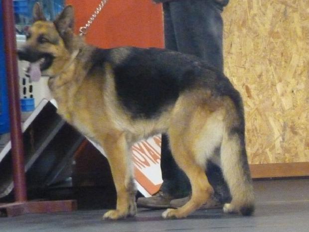 Cão de Pastor Alemão