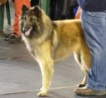 Cães
