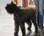 Cães