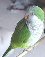 Aves