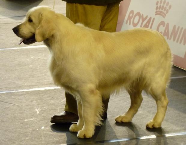 Golden Retriever